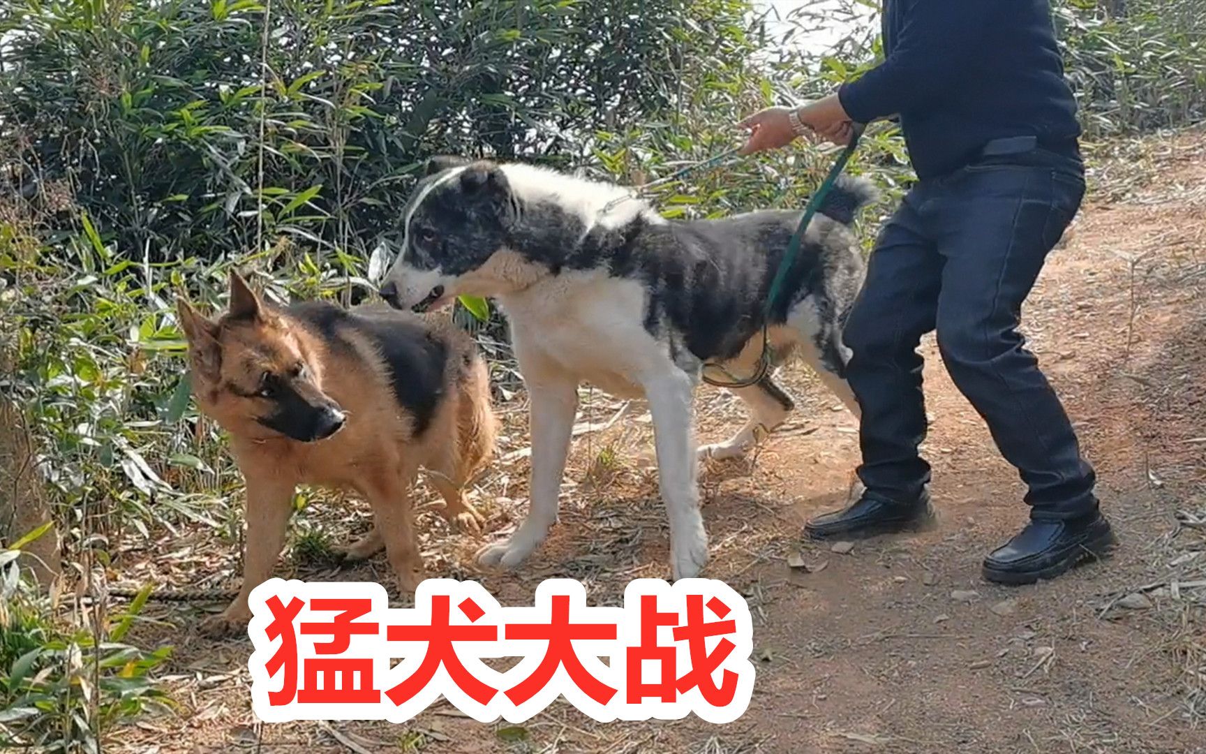 德牧來咬雞中亞獵狼犬緊急出動大戰德牧