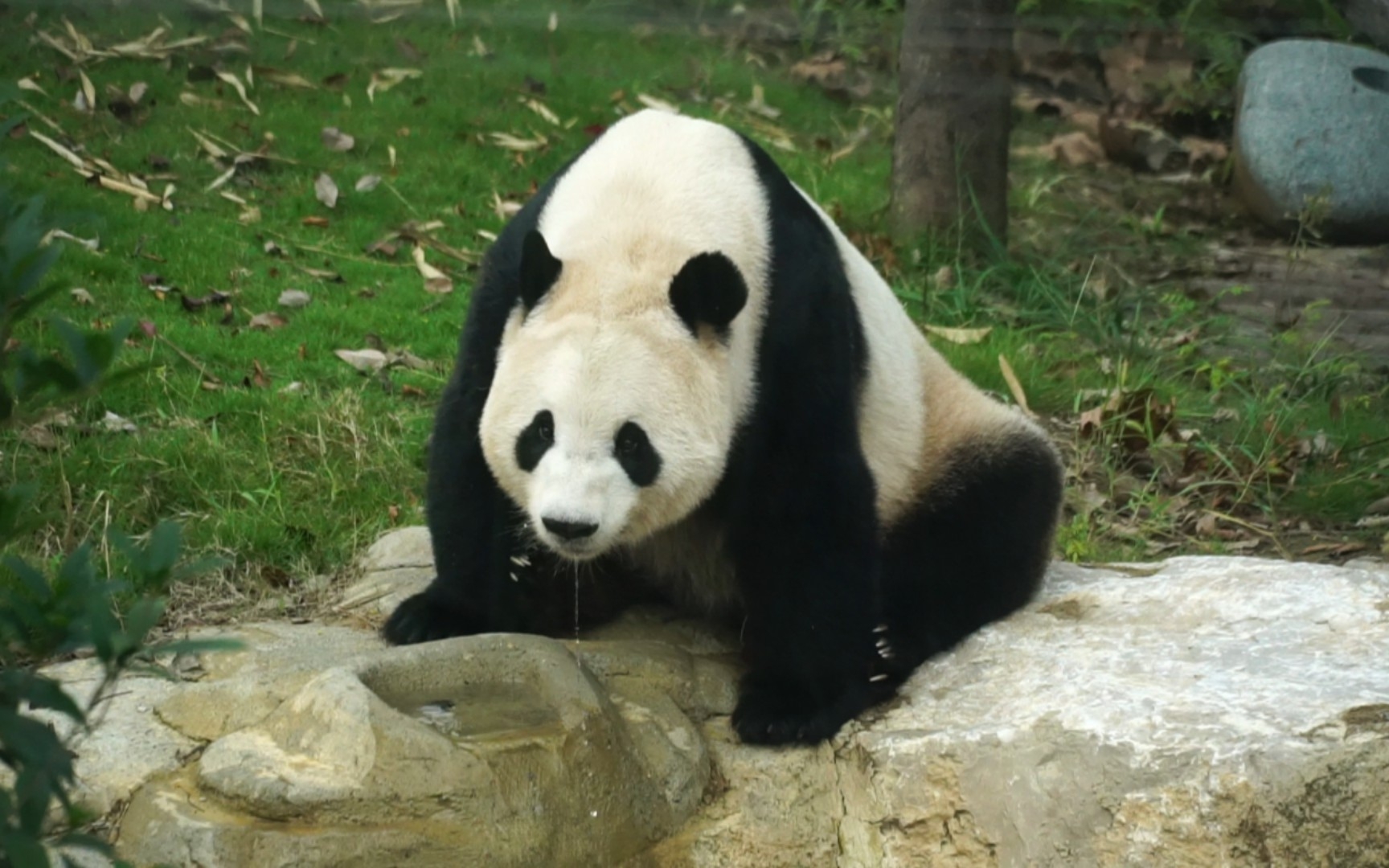 【大熊猫晶晶】喝口水 发个呆