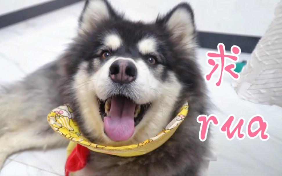 班戈每天都要向小叉求rua23不rua不准走