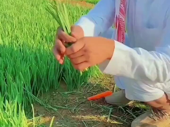 绿油油的韭菜功效补肾壮阳、增强食欲、保温,沙特人更喜欢韭菜哔哩哔哩bilibili