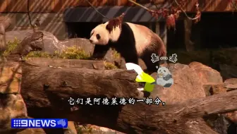 阿德莱德动物园关于熊猫的讨论