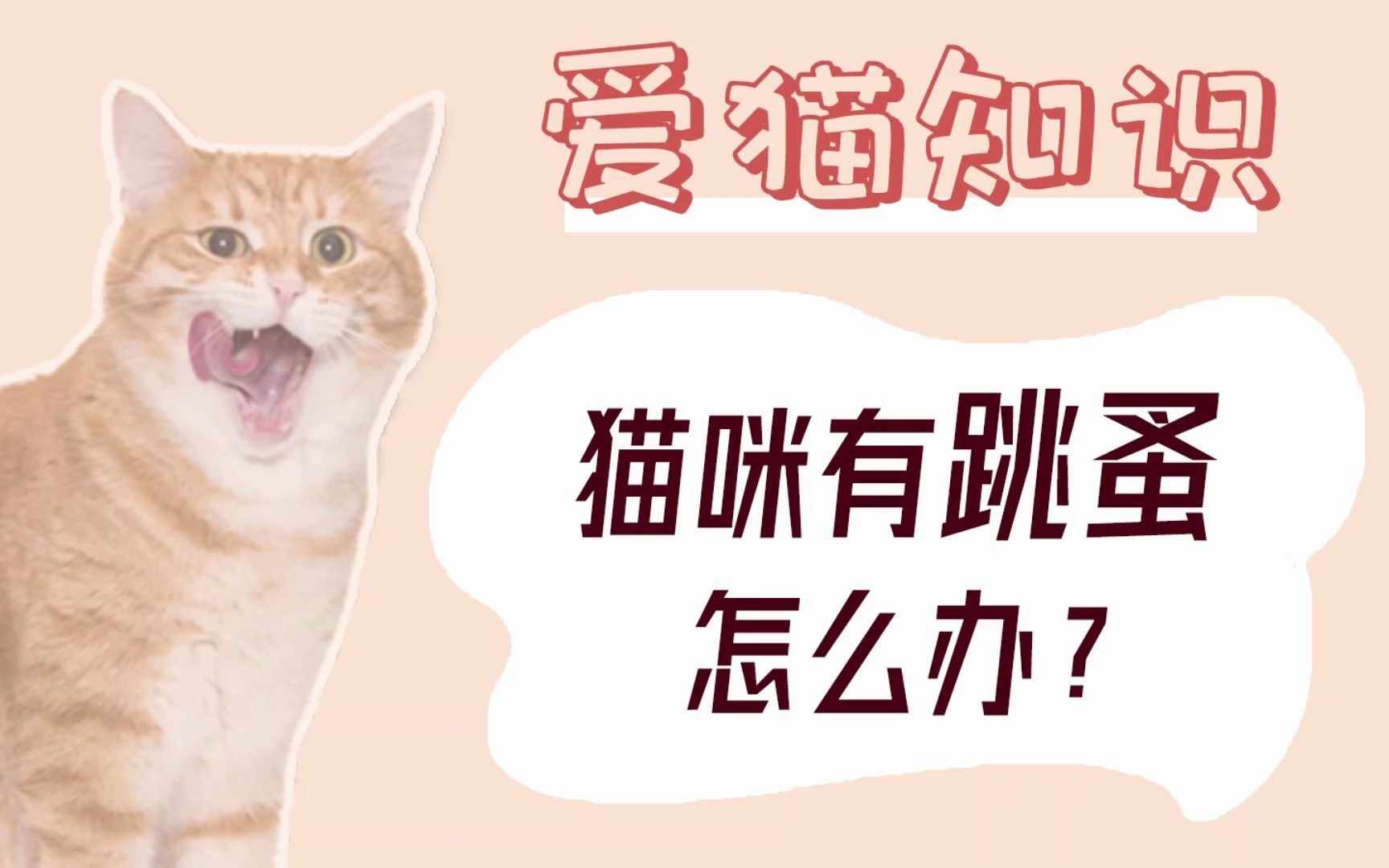 猫咪有跳蚤怎么办?哔哩哔哩bilibili