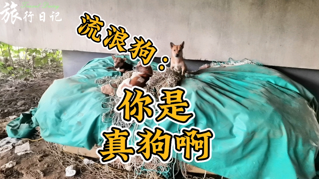 睡梦中的狗子,次次被惊醒,狗子一定在想:你是真狗啊,次次吓我