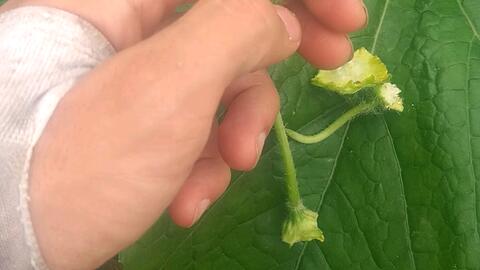 来看看冬瓜花的花蜜吧 哔哩哔哩