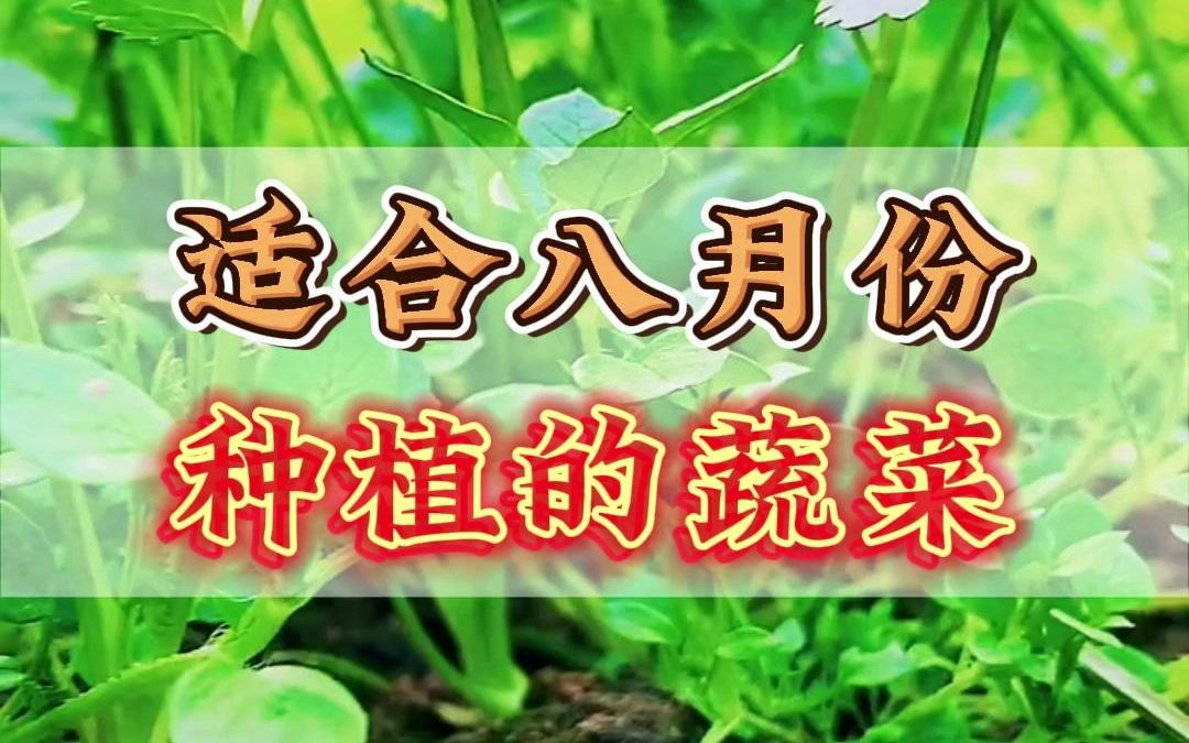 适合八月份种植的蔬菜哔哩哔哩bilibili