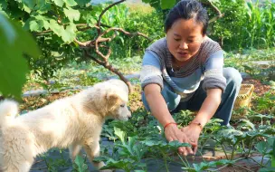 Download Video: 菜园迎来了收获的季节，蔬菜瓜果一波又一波，摘点回家做几道简单家常菜