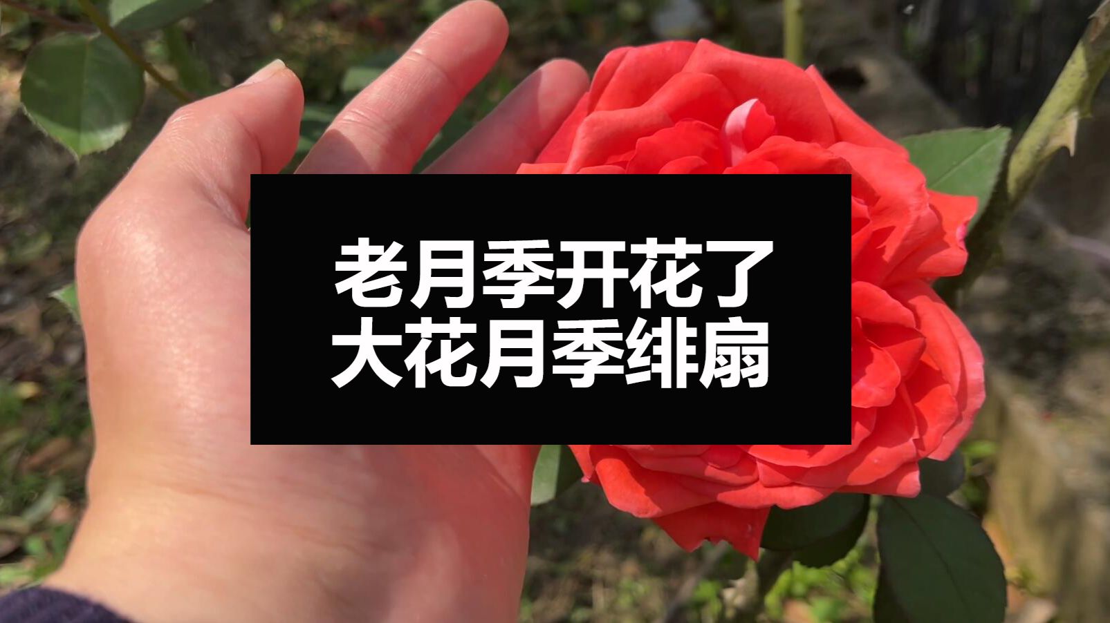 重庆月季品种选择