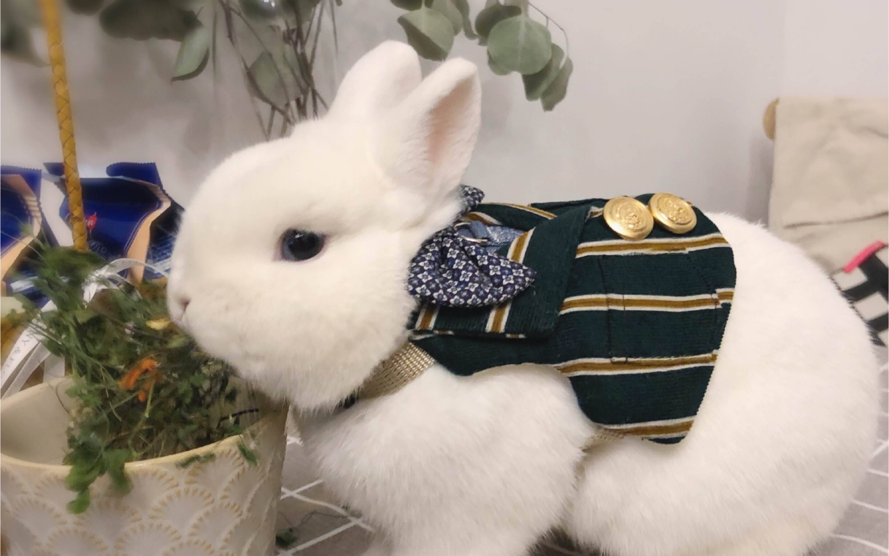 【侏儒兔】你见过高贵王子蹦迪吗