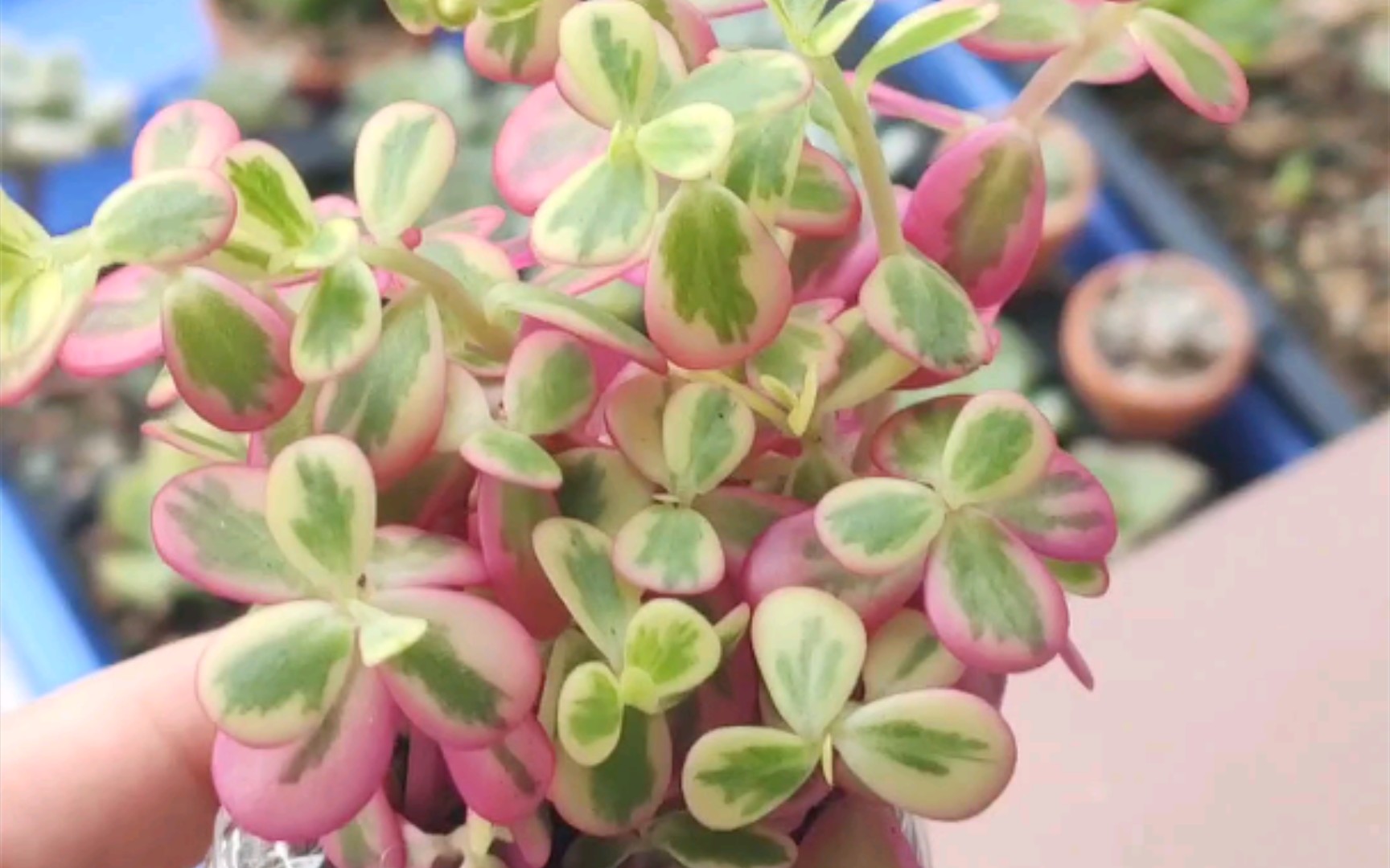 【西砸】【多肉植物】碰碰香锦～太阳花锦