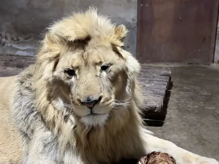 辽阳动物园(牛弟) #凶猛的大狮子 #狮吼功 #吃鸡游戏 20240411直播