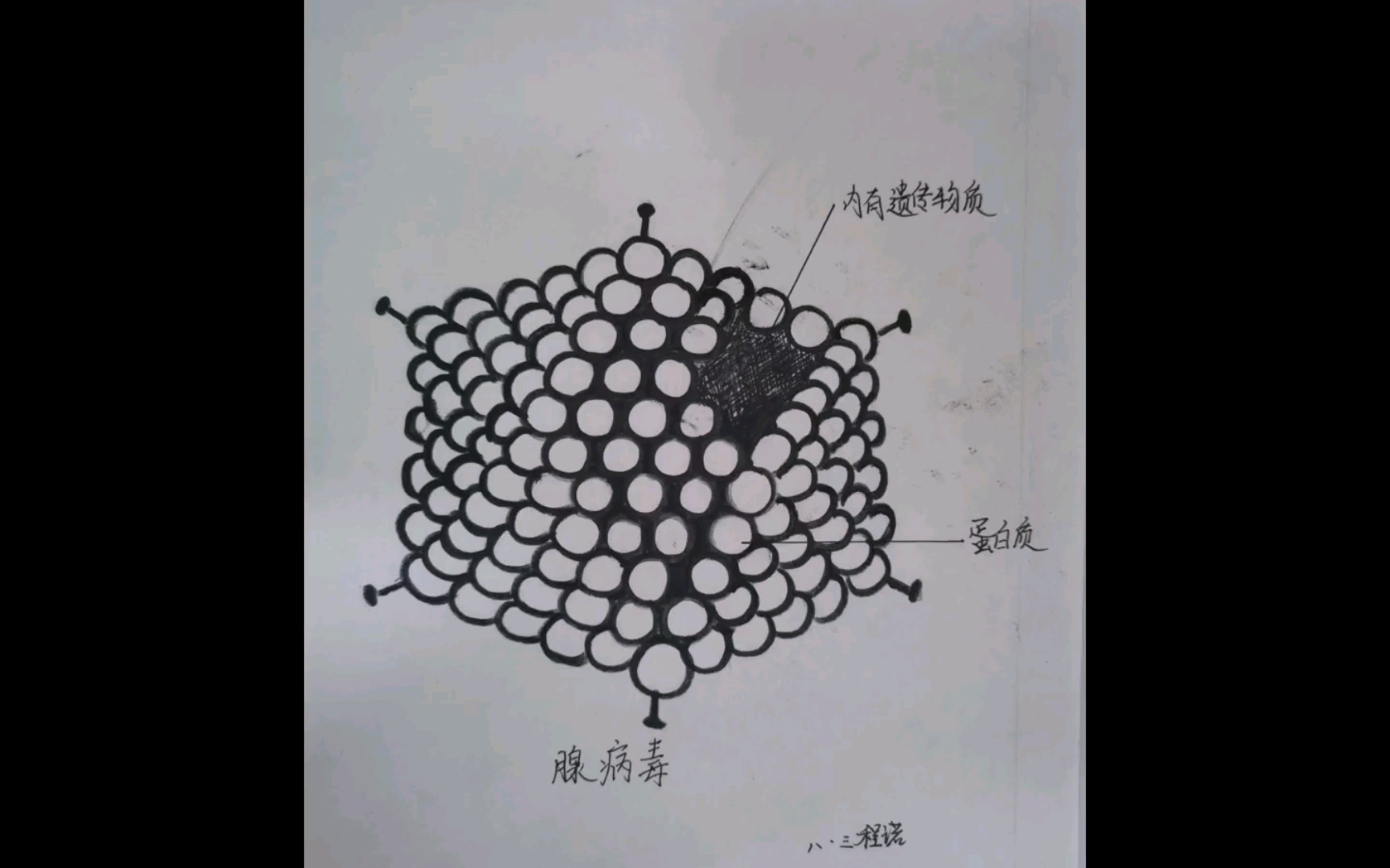 学生绘画作品系列之病毒(初中生物八年级上册)哔哩哔哩bilibili