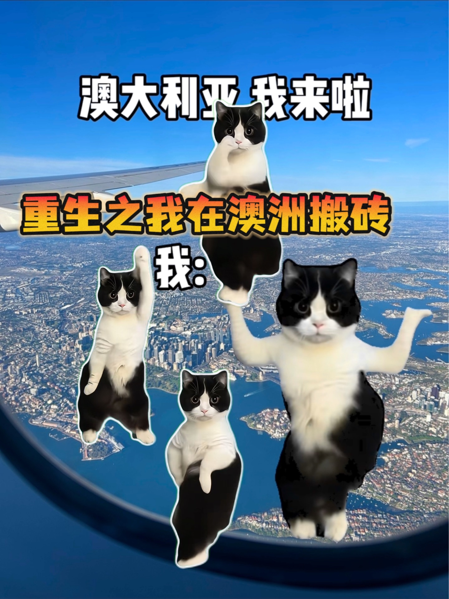 重生之猫meme在澳大利亚洲打工度假哔哩哔哩bilibili