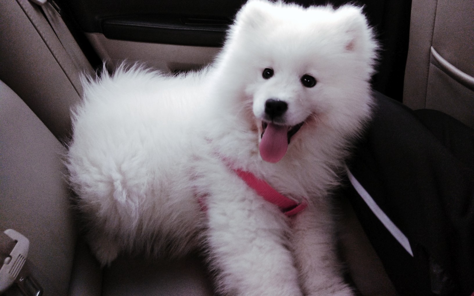 【萨摩耶Ⅰ旺财成长史】曾经我也是小可爱,后来变成猴子脸