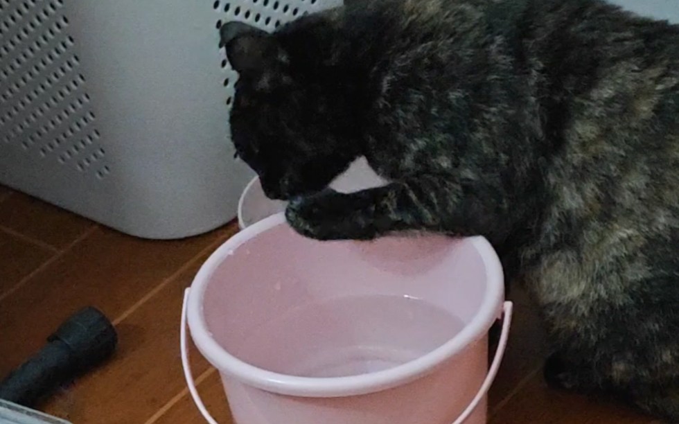 真是醉了,谁喝它的洗脚水啊.