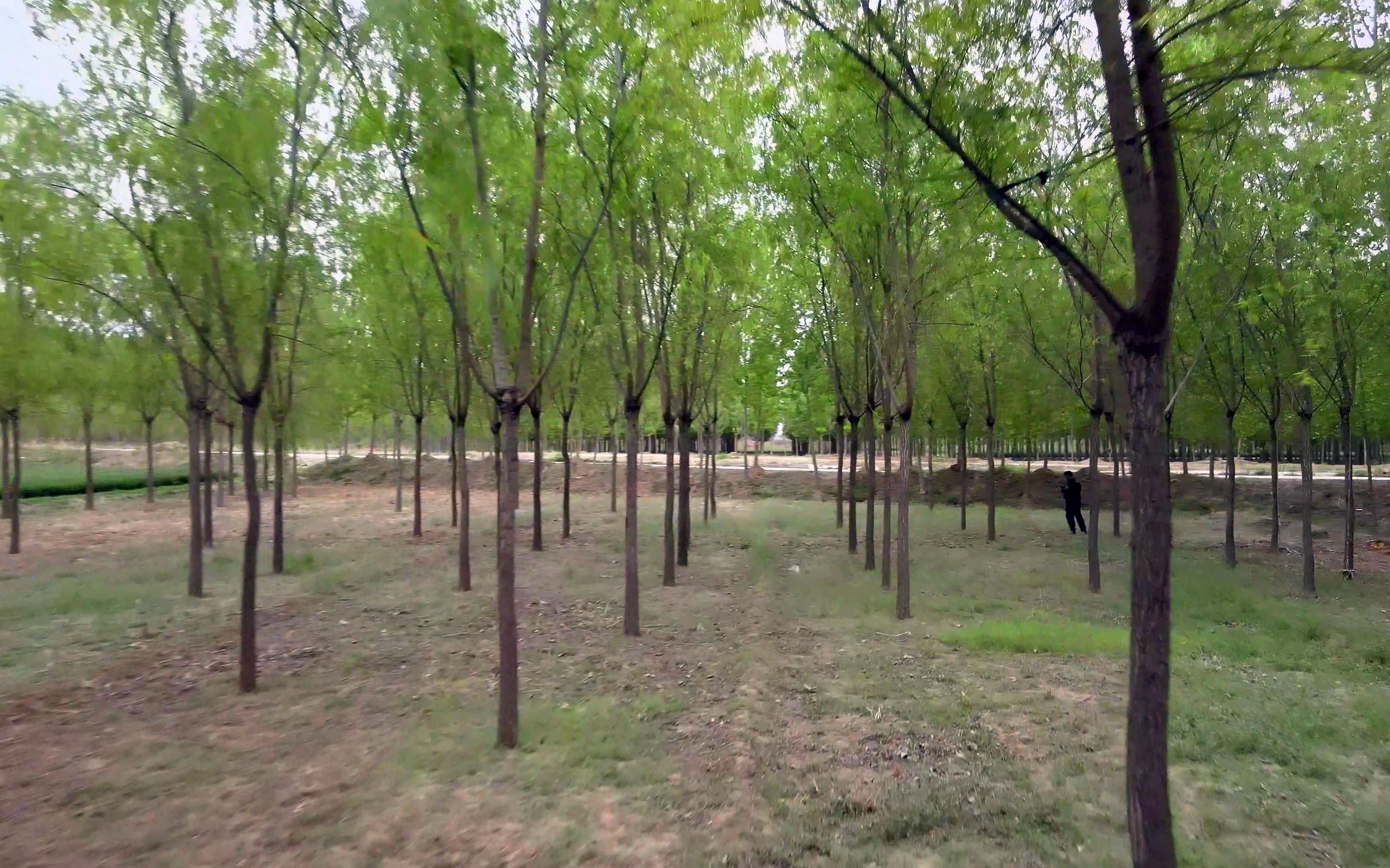 我感觉我是敢用无人机穿越柳树林的第一人.这种视觉效果您喜欢吗