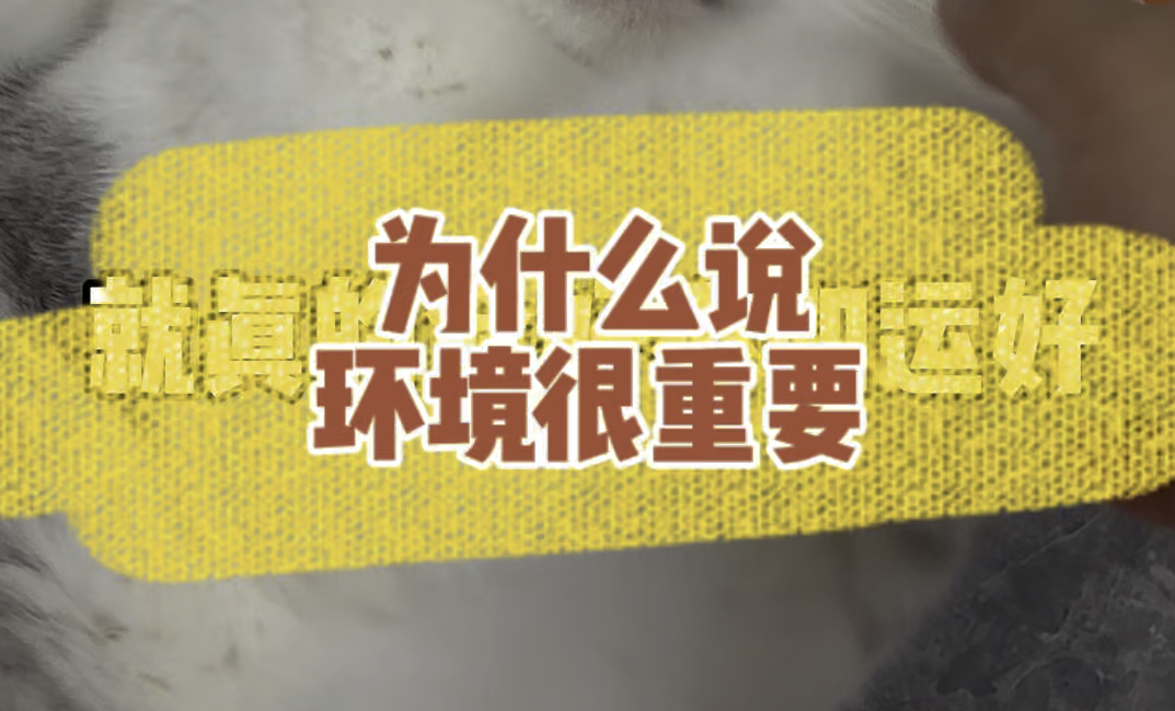 看自家傻猫有感哔哩哔哩bilibili