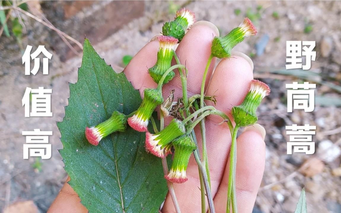 這種植物叫野茼蒿,原來有那麼高的價值,到底有啥珍貴?