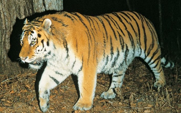 夜间出没的野生雄性东北虎
