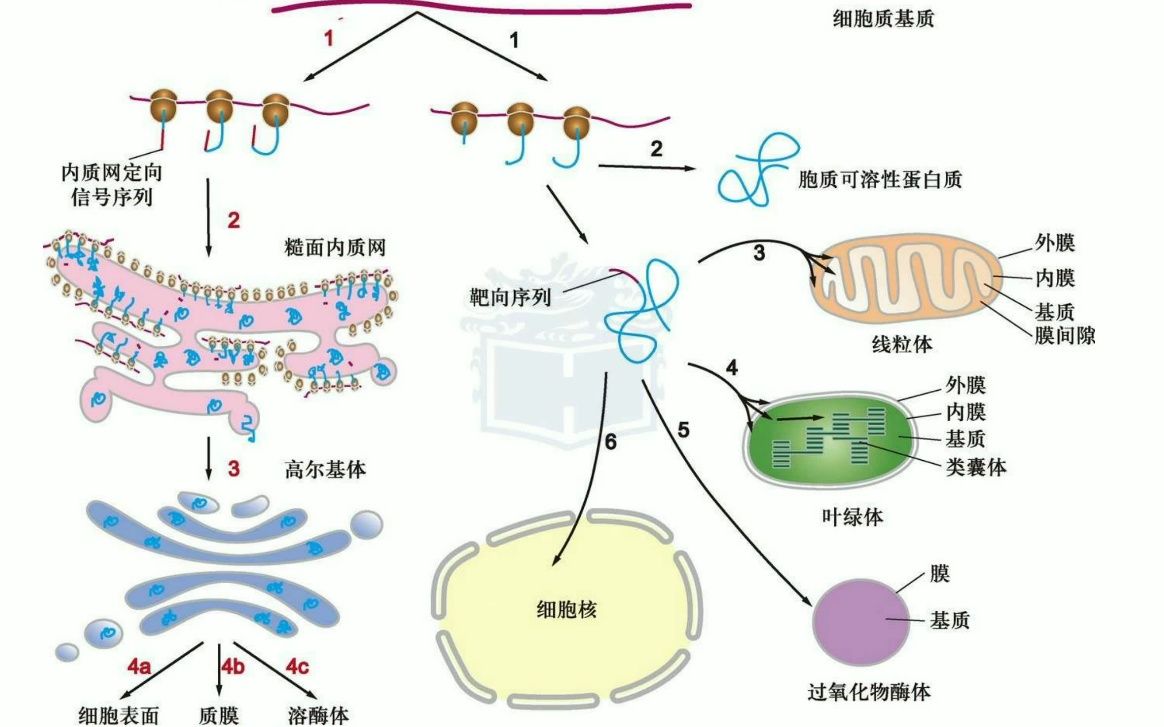 反式高尔基体图片