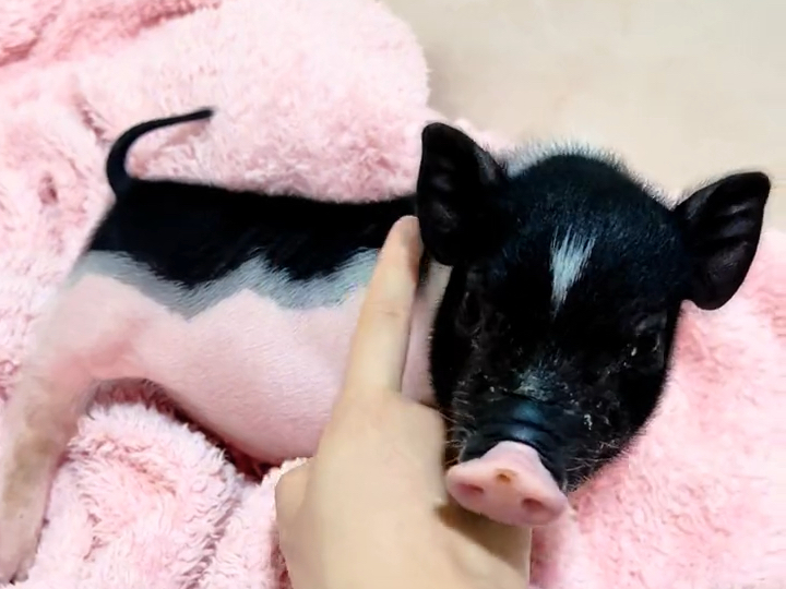 小天蓬是小香猪,1个月零20天,奶敷敷的很可爱*