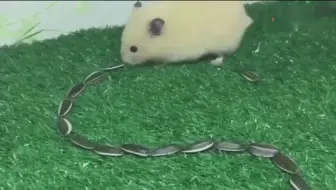 搬仓鼠 瓜子黑洞 仓鼠到底多能吃 哔哩哔哩 Bilibili