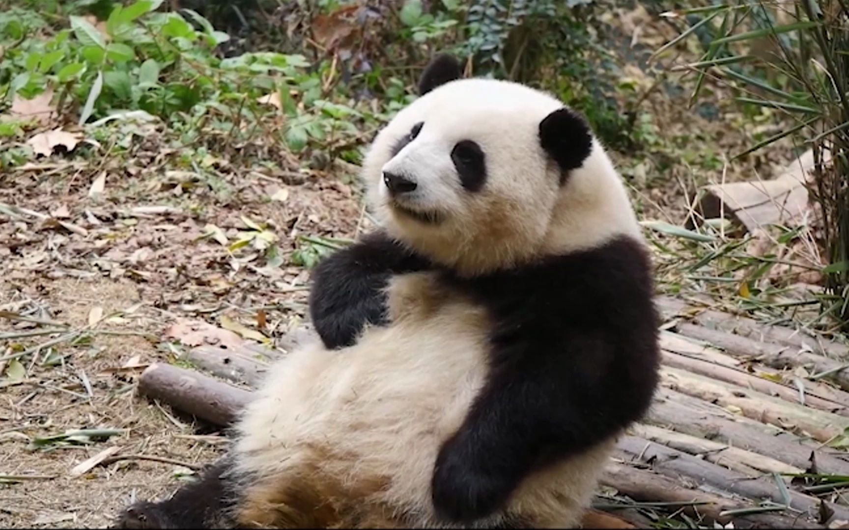 熊猫花花:就算王子去了熊猫馆,也得乖乖学一句"果赖"!