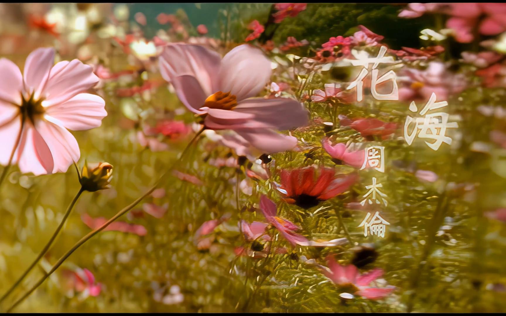 【4k周杰伦】|不要你离开回忆划不开|《花海》