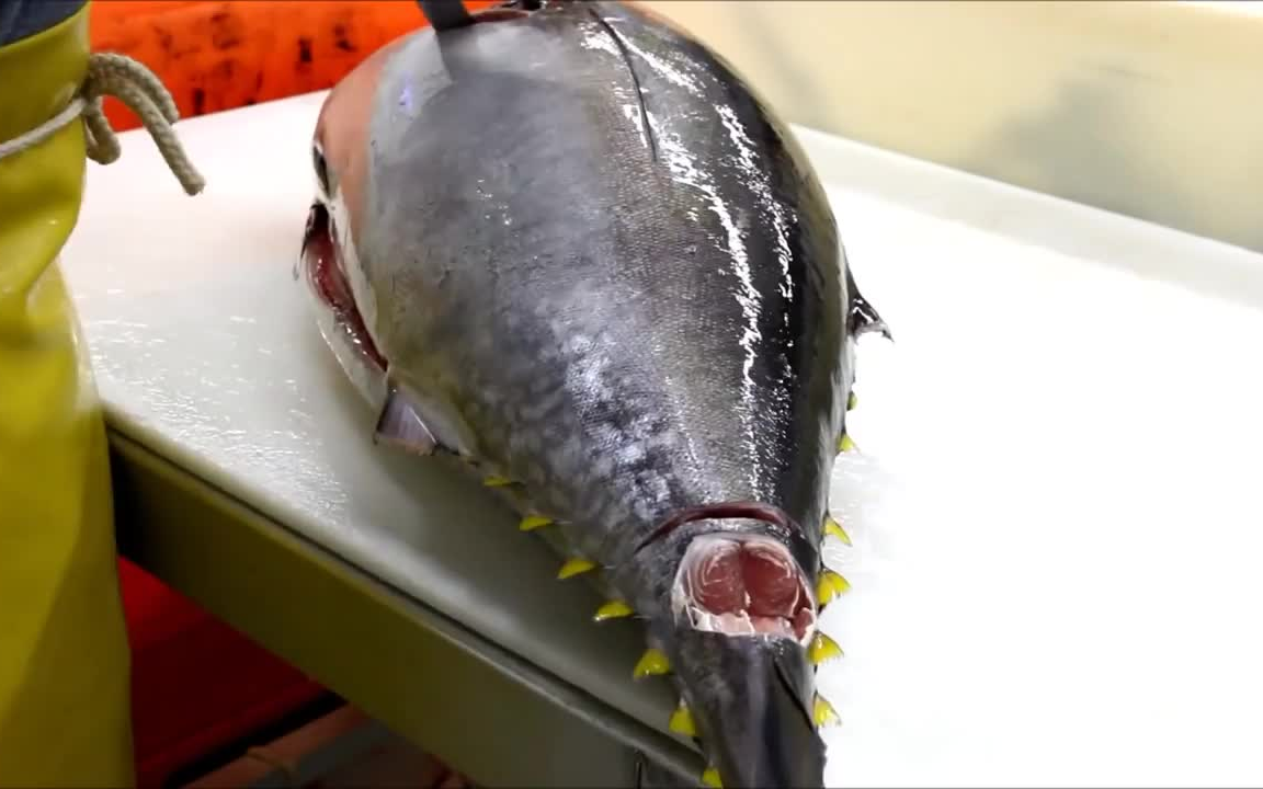 杀鱼 - 黄鳍金枪鱼