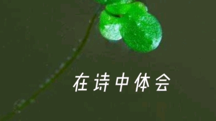 [图]谷雨送春 | 在诗中体会暮春之美