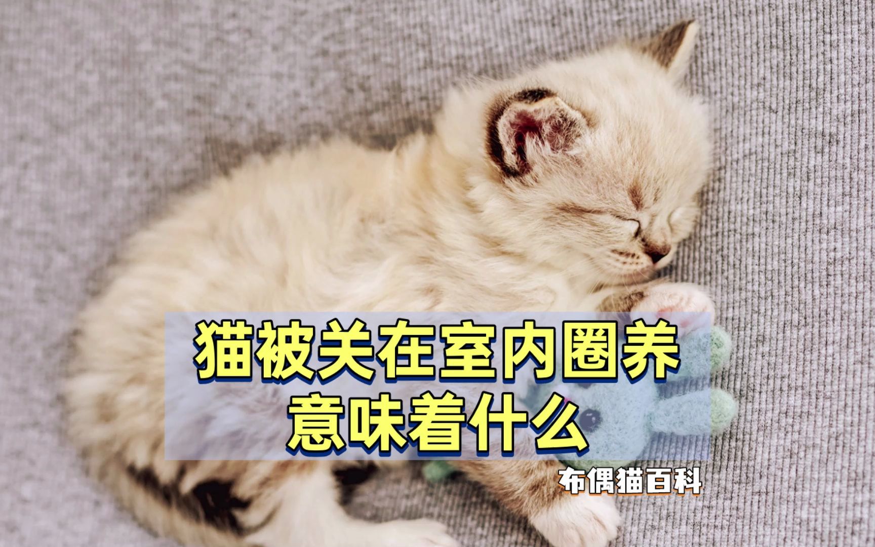 布偶猫一辈子被关在“室内圈养”,对它来说,意味什么?哔哩哔哩bilibili