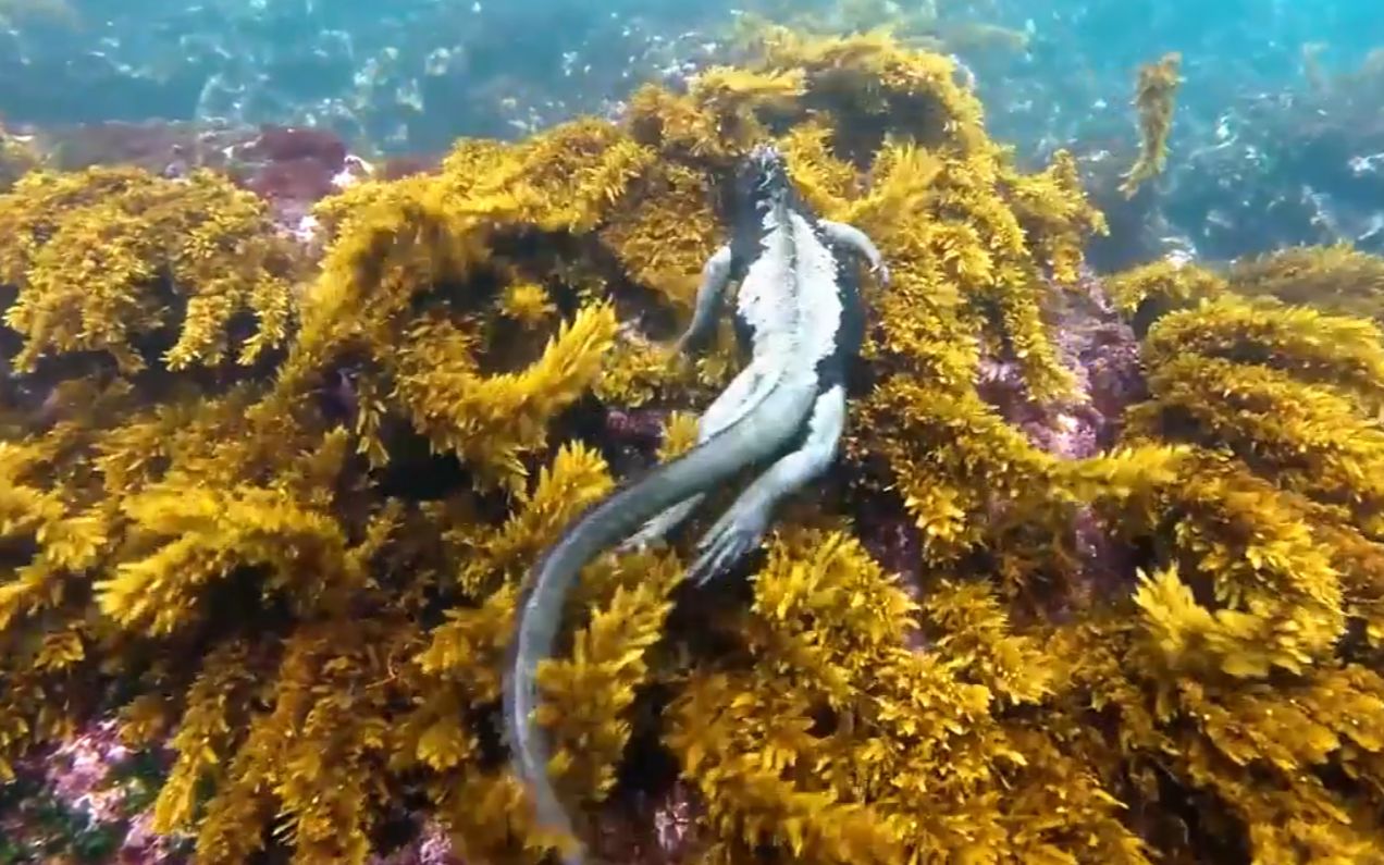 丑萌丑萌的海鬣蜥这游泳姿势越看越入迷