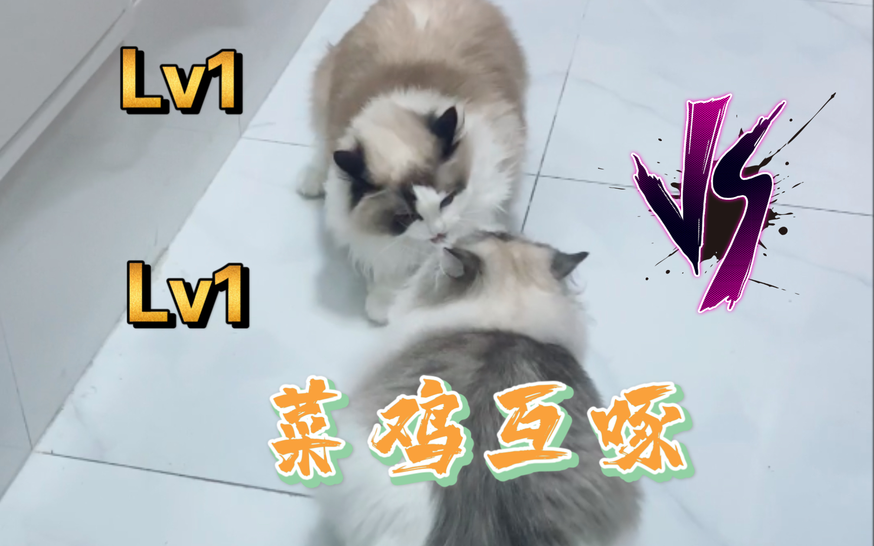 布偶猫据说在猫界布偶猫打架别名菜鸡互啄