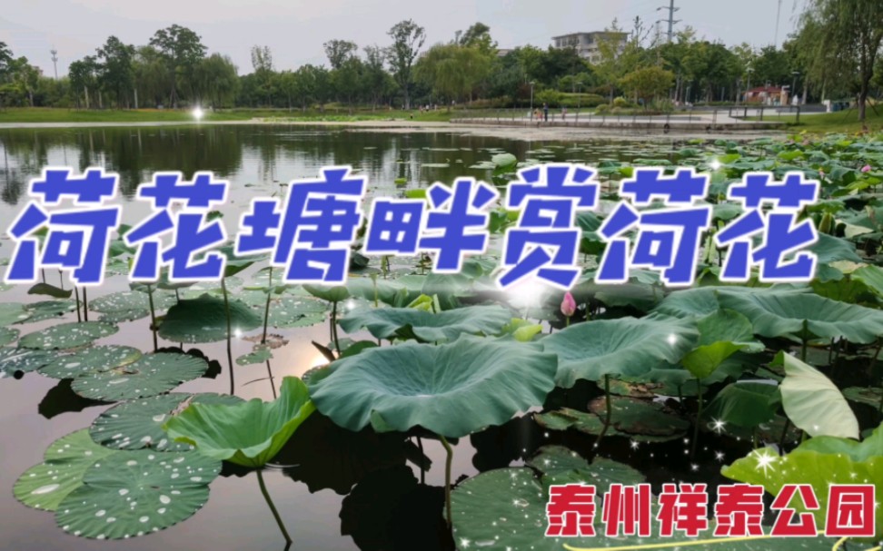 [图]漫游夏日的泰州祥泰公园，仿若走入李清照《如梦令》中的藕花深处