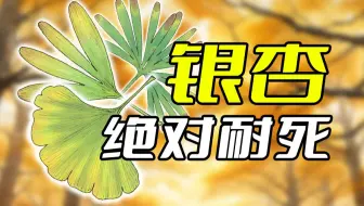 银杏：活着，直到被死神遗忘