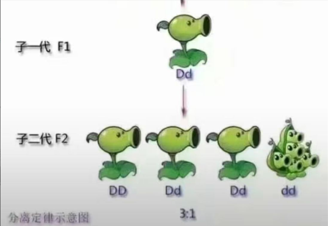 [图]243秒告诉你，什 么  是 “杂交定律”🤤🤤