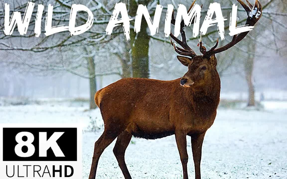 [图]野生动物 8K WILD ANIMAL