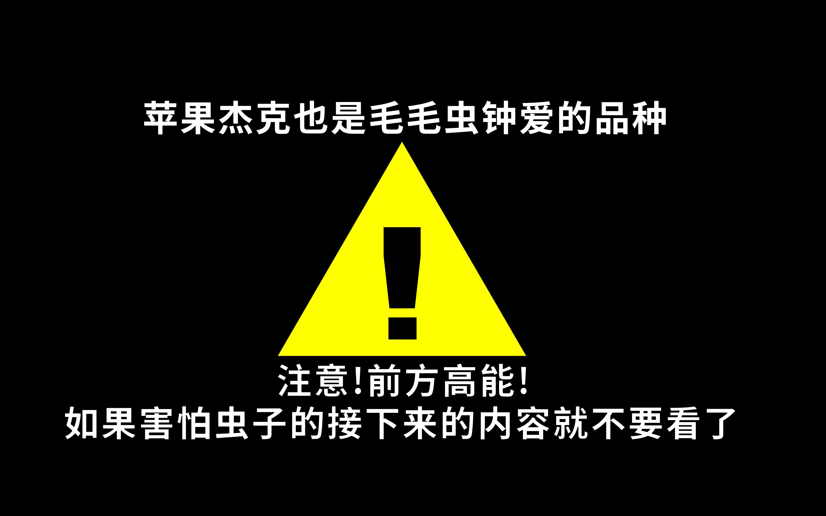 【月季】苹果杰克也是毛毛虫钟爱的品种哔哩哔哩bilibili