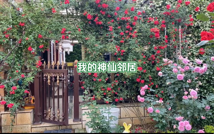 [图]邻居家的花园黄木香谢了，红木香又开满了墙，成了小区的观光景点