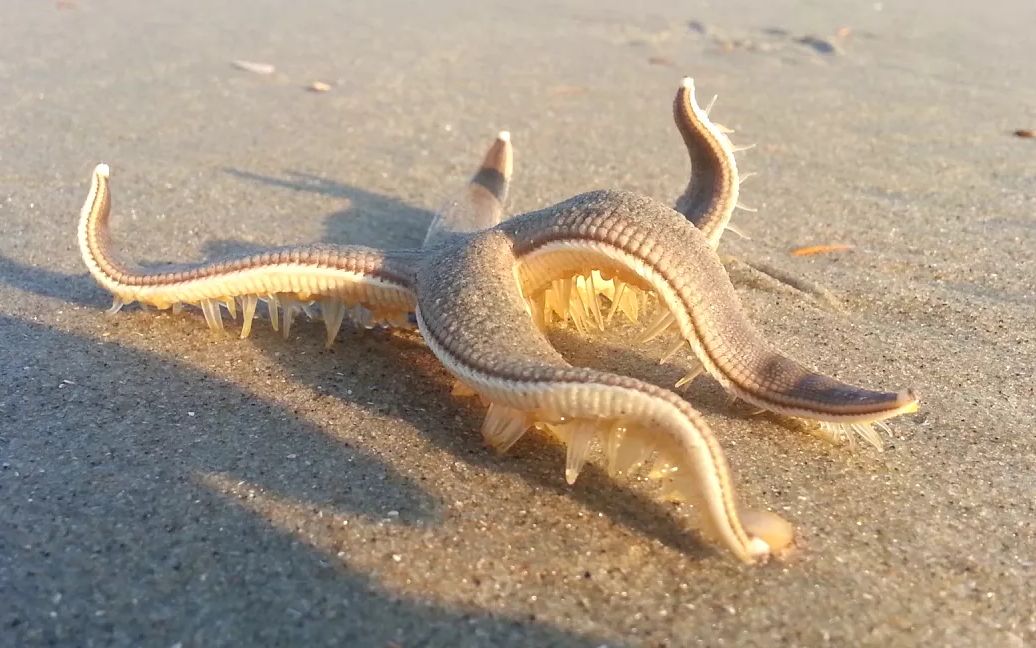 你有没有见过海星的脚?走起路来居然这么鬼畜!