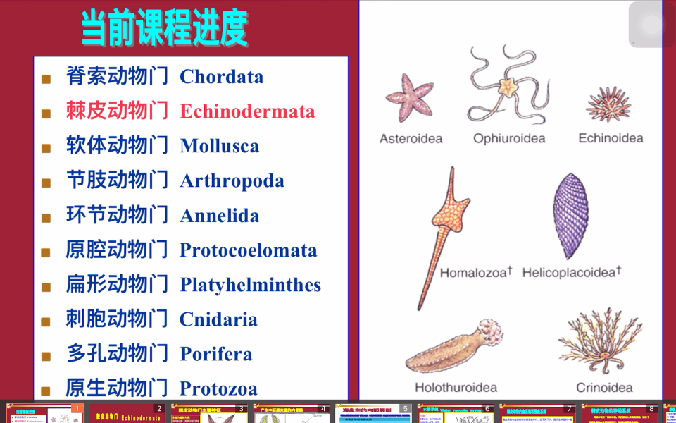 [图]2022《普通动物学》10棘皮动物门