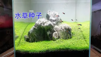 下载视频: 被气到了，水草种子没有臭，它真的在鱼缸长成草原了