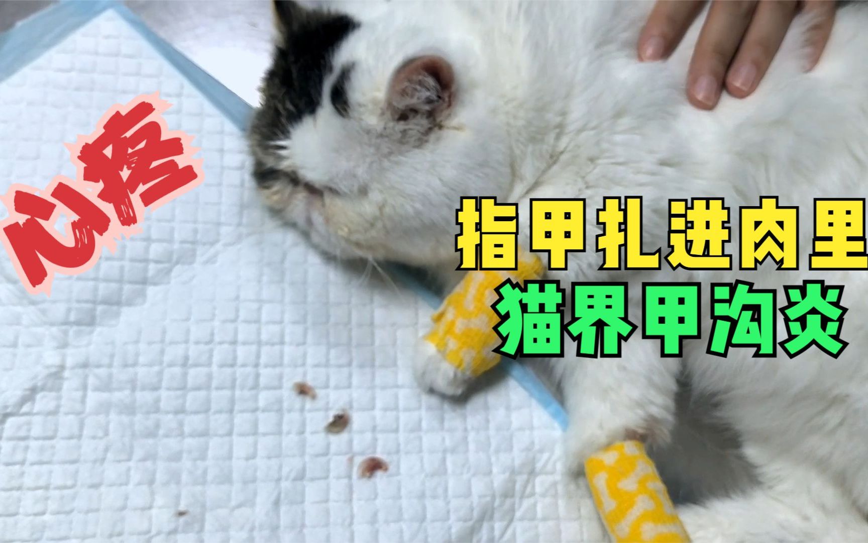 加菲猫三个指甲刺进肉里,猫界甲沟炎,看着让人心疼!哔哩哔哩bilibili