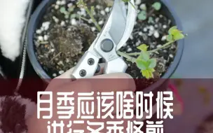 Download Video: 【惠惠的花园】月季冬剪时机很重要，过早或过晚都会对月季开花有影响