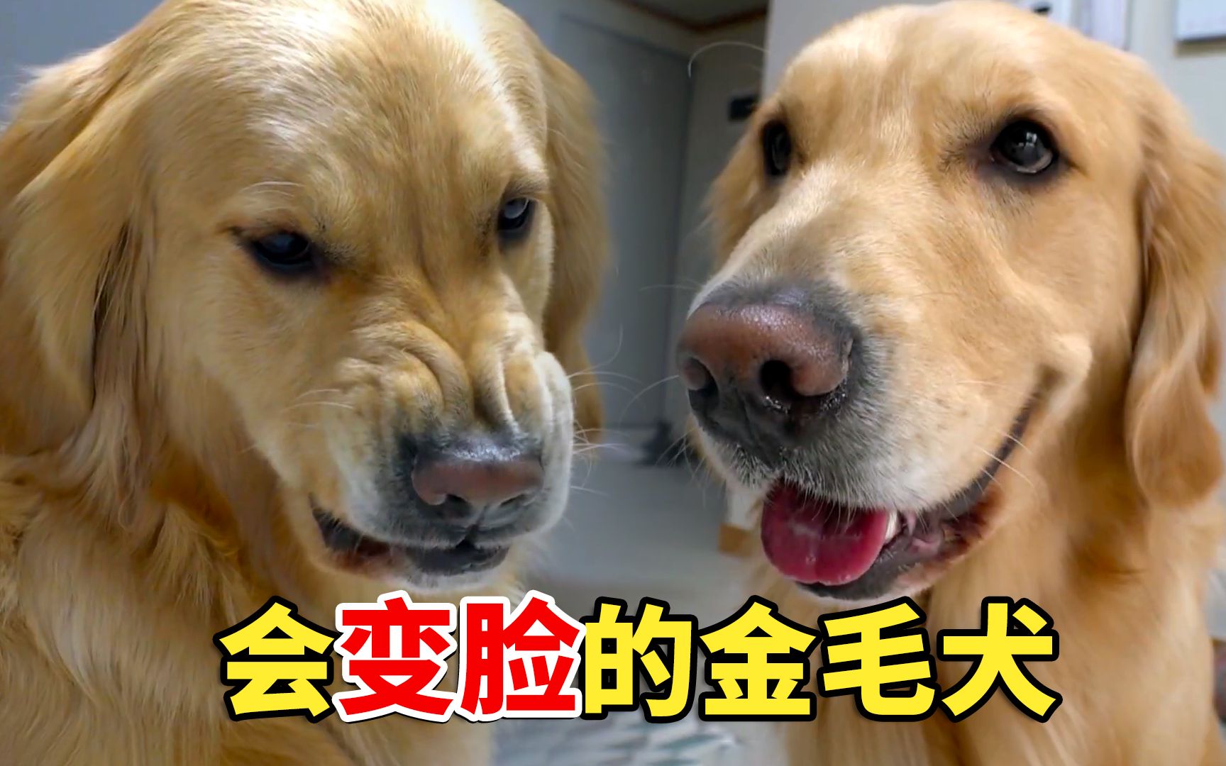 拥有两副面孔的金毛,平日温柔乖巧,一摸爪子就变脸,主人很苦恼