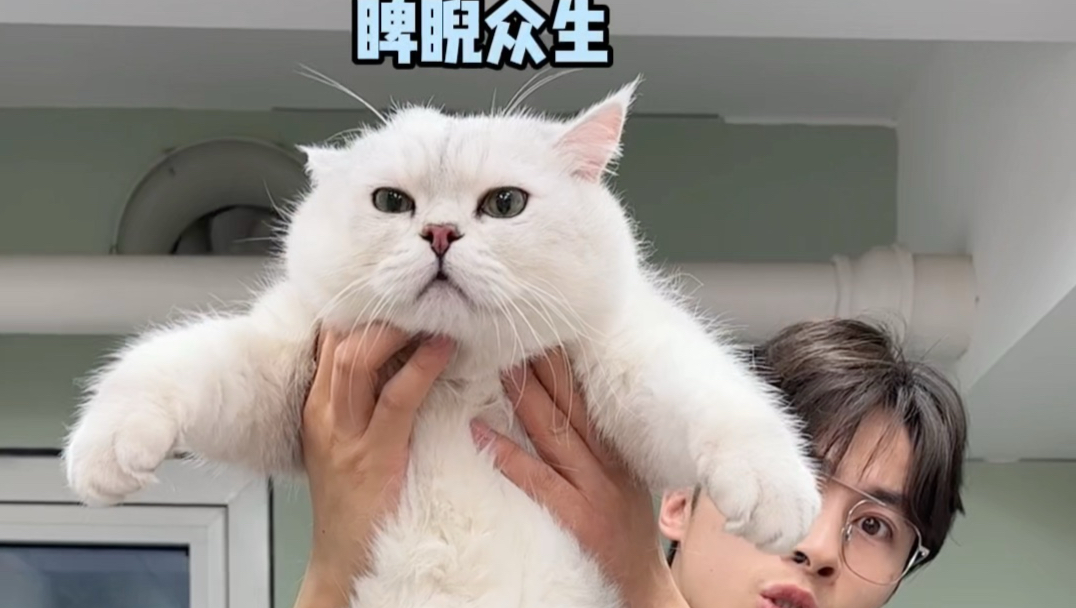 这种大胖猫撸着最舒服了