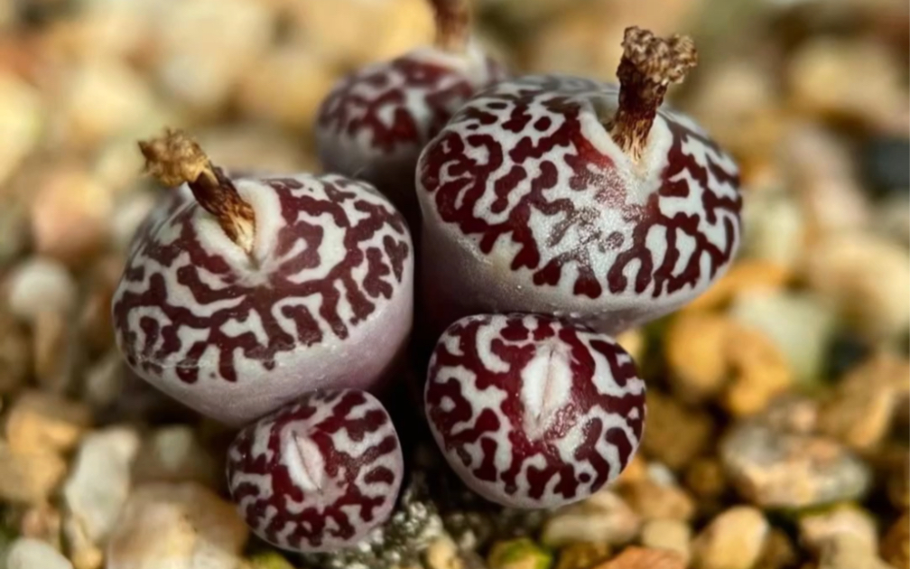 多肉植物 肉锥花 rr714墨小锥