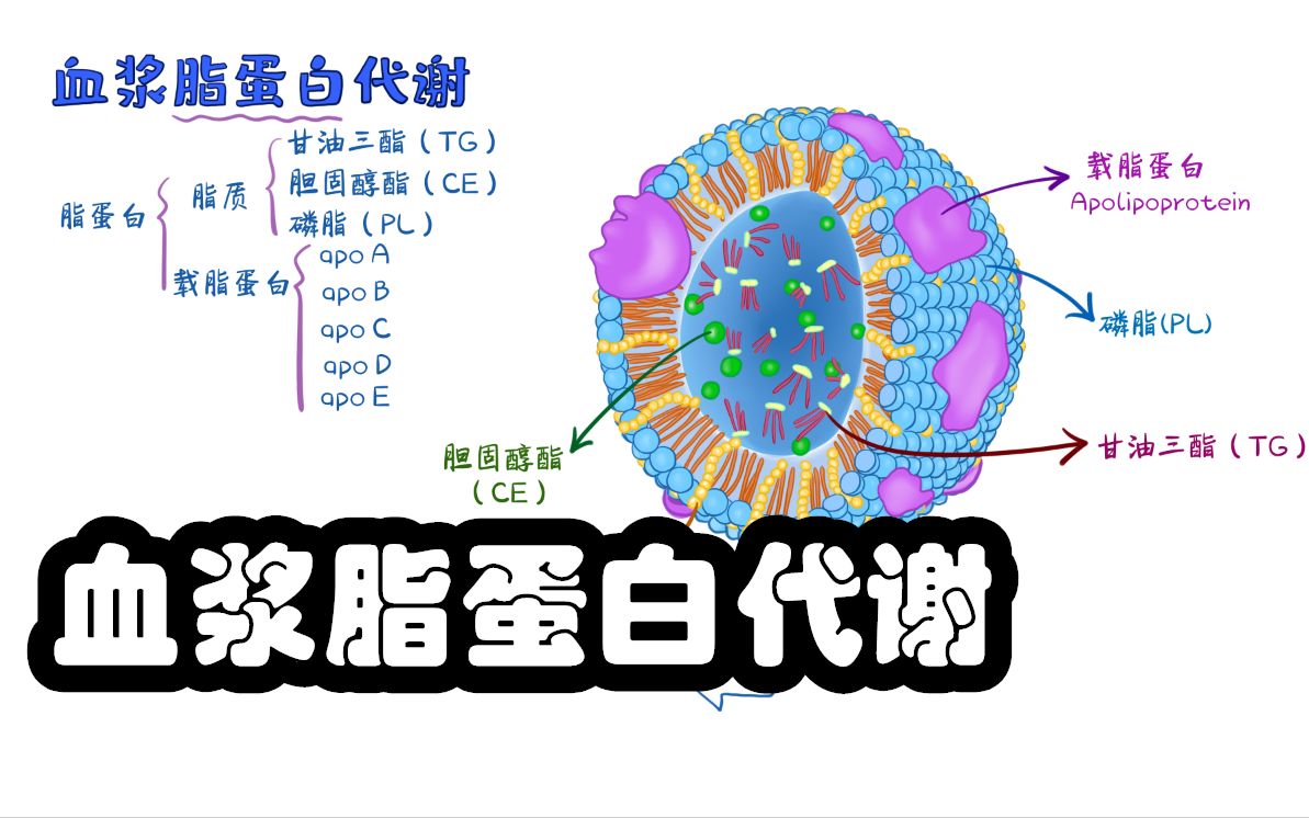 医学带背 生物化学考点 血浆脂蛋白代谢哔哩哔哩bilibili