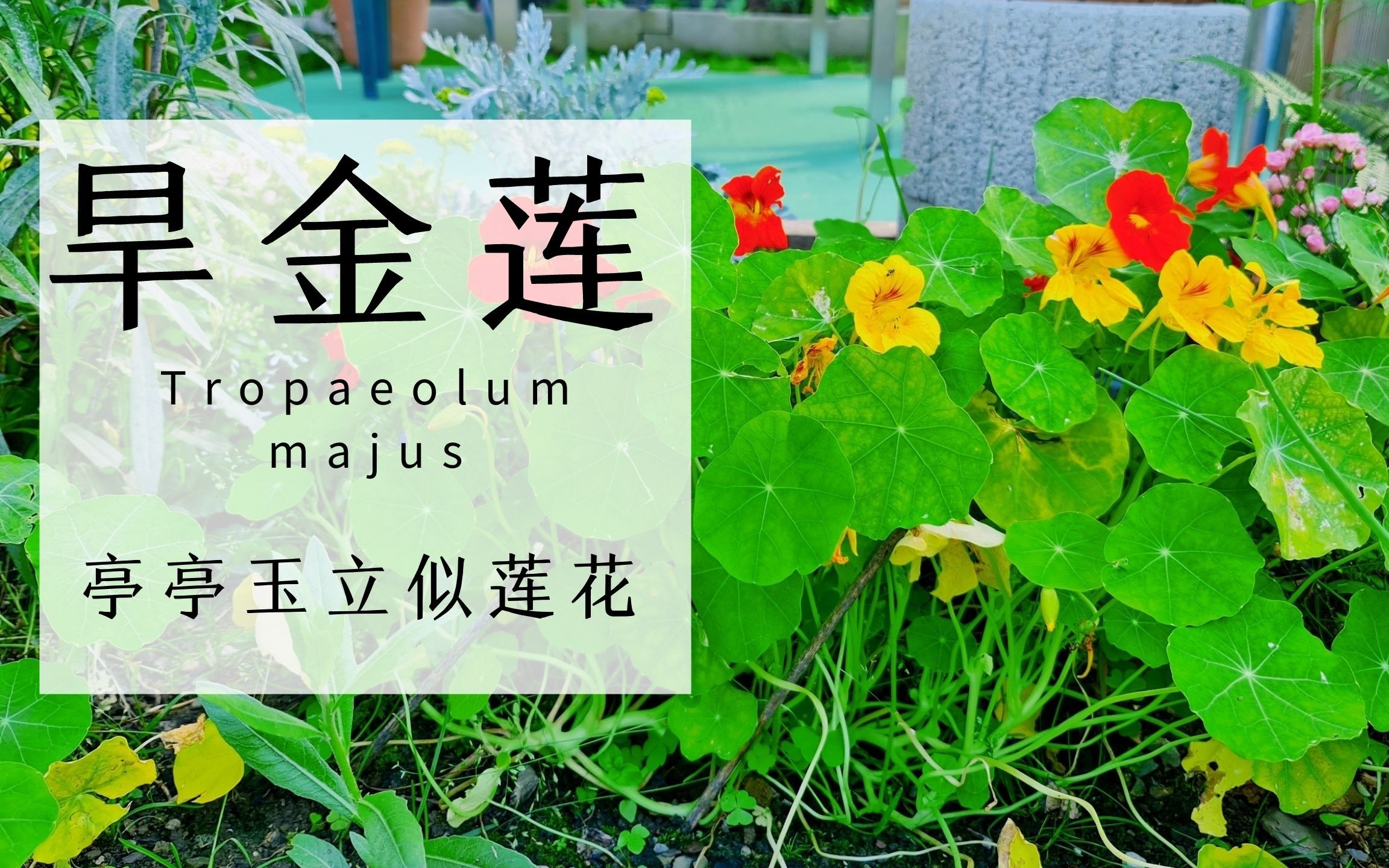 如何种植旱金莲/旱金莲种植与养护/花园花卉旱金莲/Tropaeolum majus哔哩哔哩bilibili