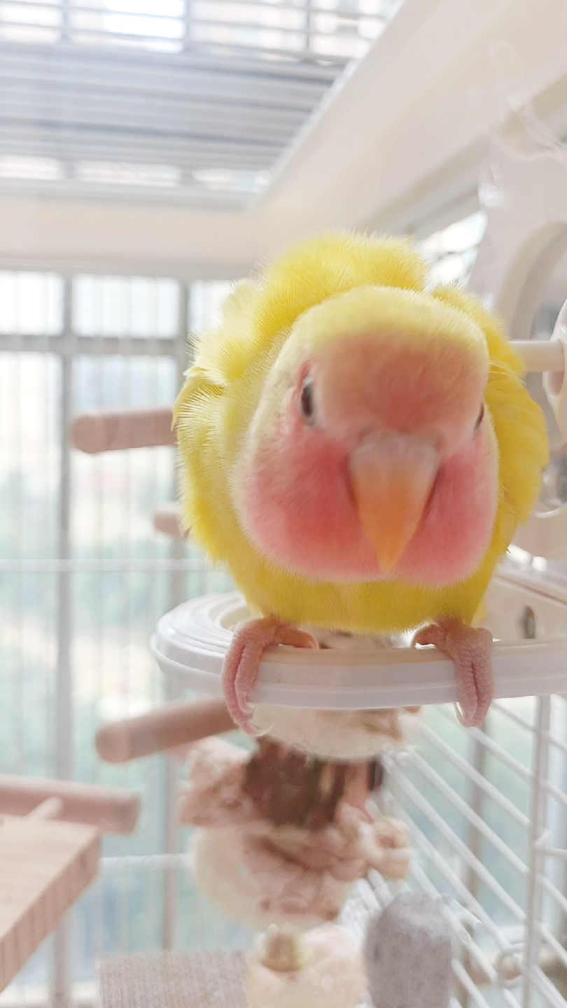 牡丹鹦鹉丨阳光太好了 蓬毛40秒