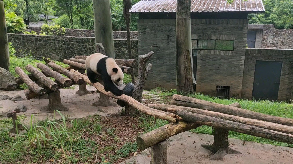 青城山熊猫谷苏阳宝宝,近距离看猫感觉就是不一样.